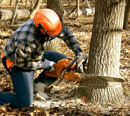 Tree Removal in Breesport, NY